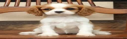 Cavalier King Charles Spaniel dogs for sale: Paula - Ad 7