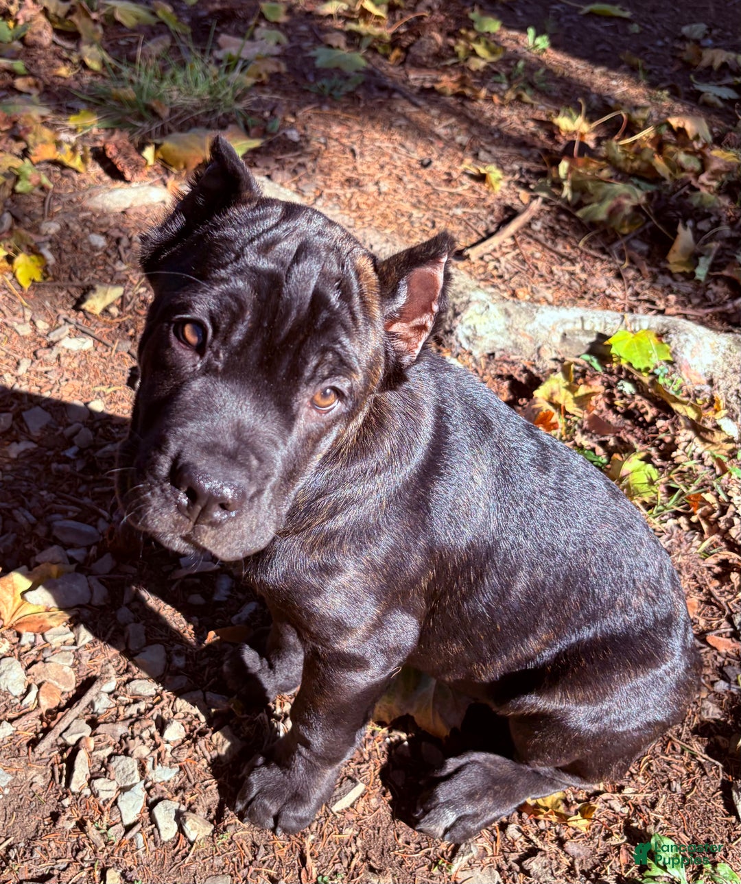 Cane Corso dogs for sale: Curry - Ad 1