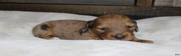 Dachshund dogs for sale: Aiden - Ad 4