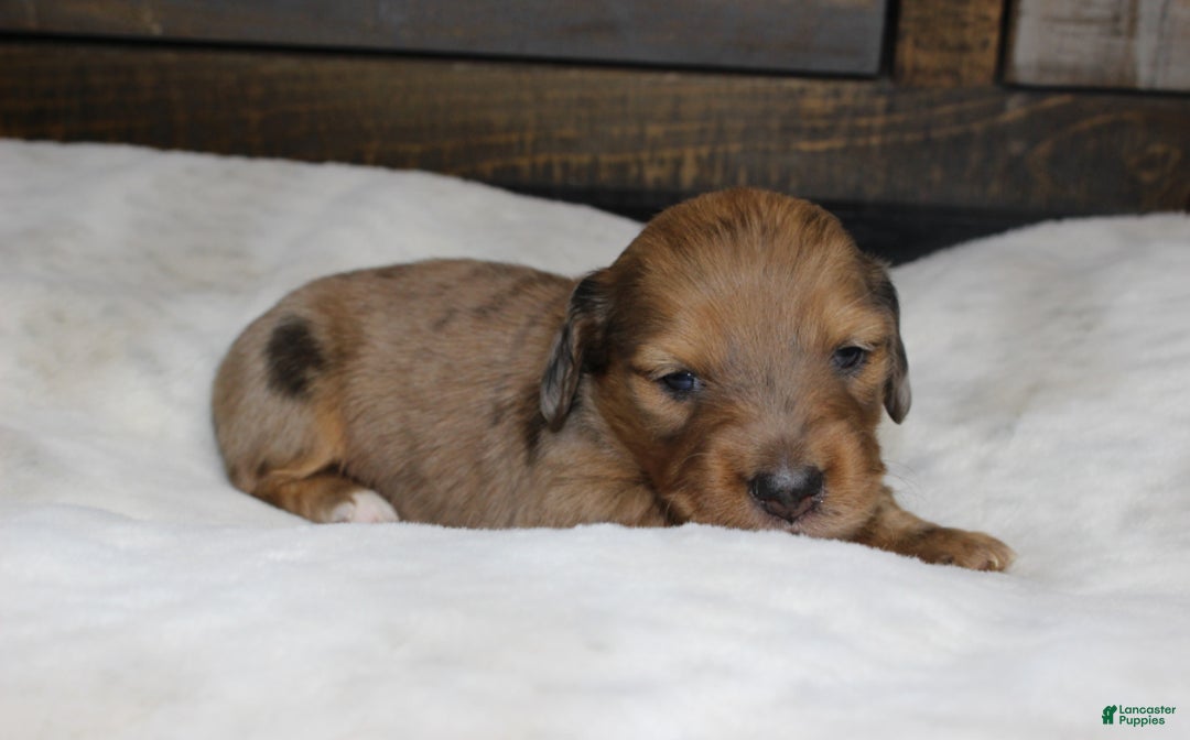 Dachshund dogs for sale: Aiden - Ad 4