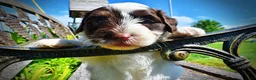Havapoo dogs for sale: Teddy - Ad 5