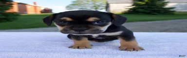 Kona