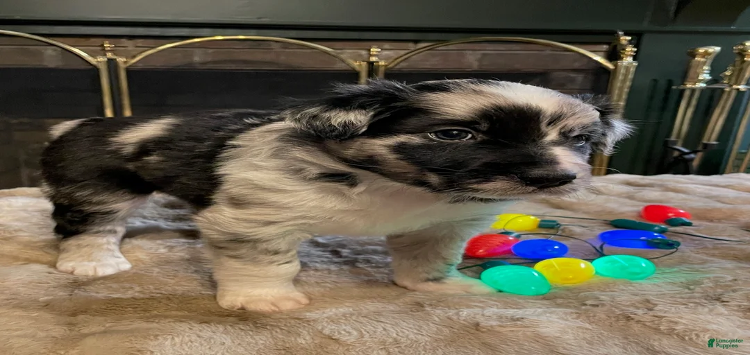 Gallery Image {{count}}