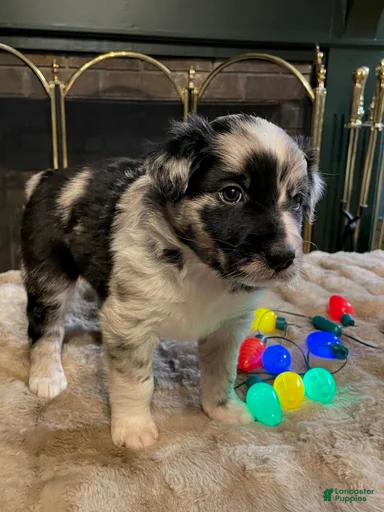 Gallery Image {{count}}