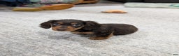 Miniature Dachshund dogs for sale: Chestnut  - Ad 2