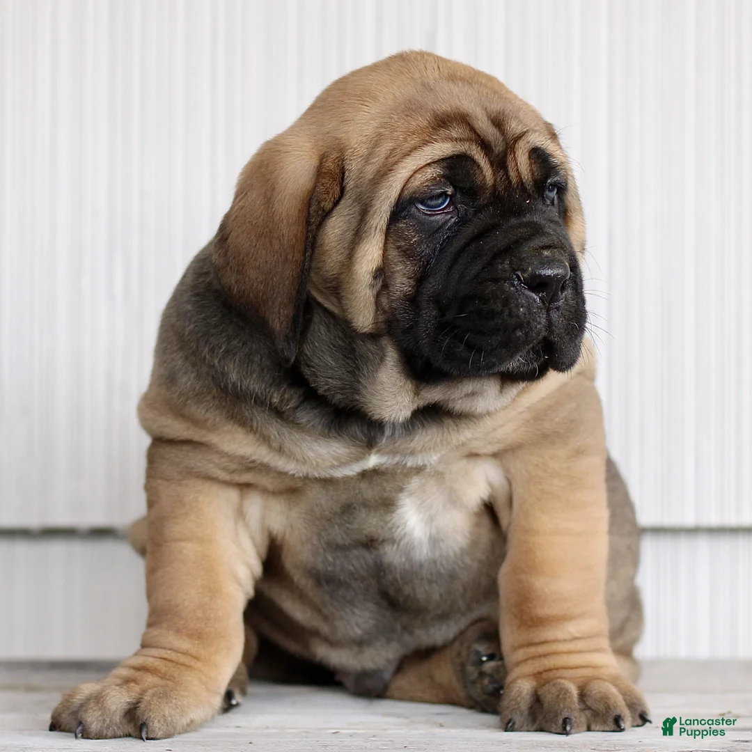 Cane Corso dogs for sale: Nico  - Ad 3