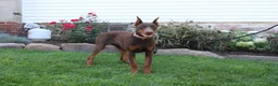 Doberman Pinscher dogs for sale: Tina - Ad 8