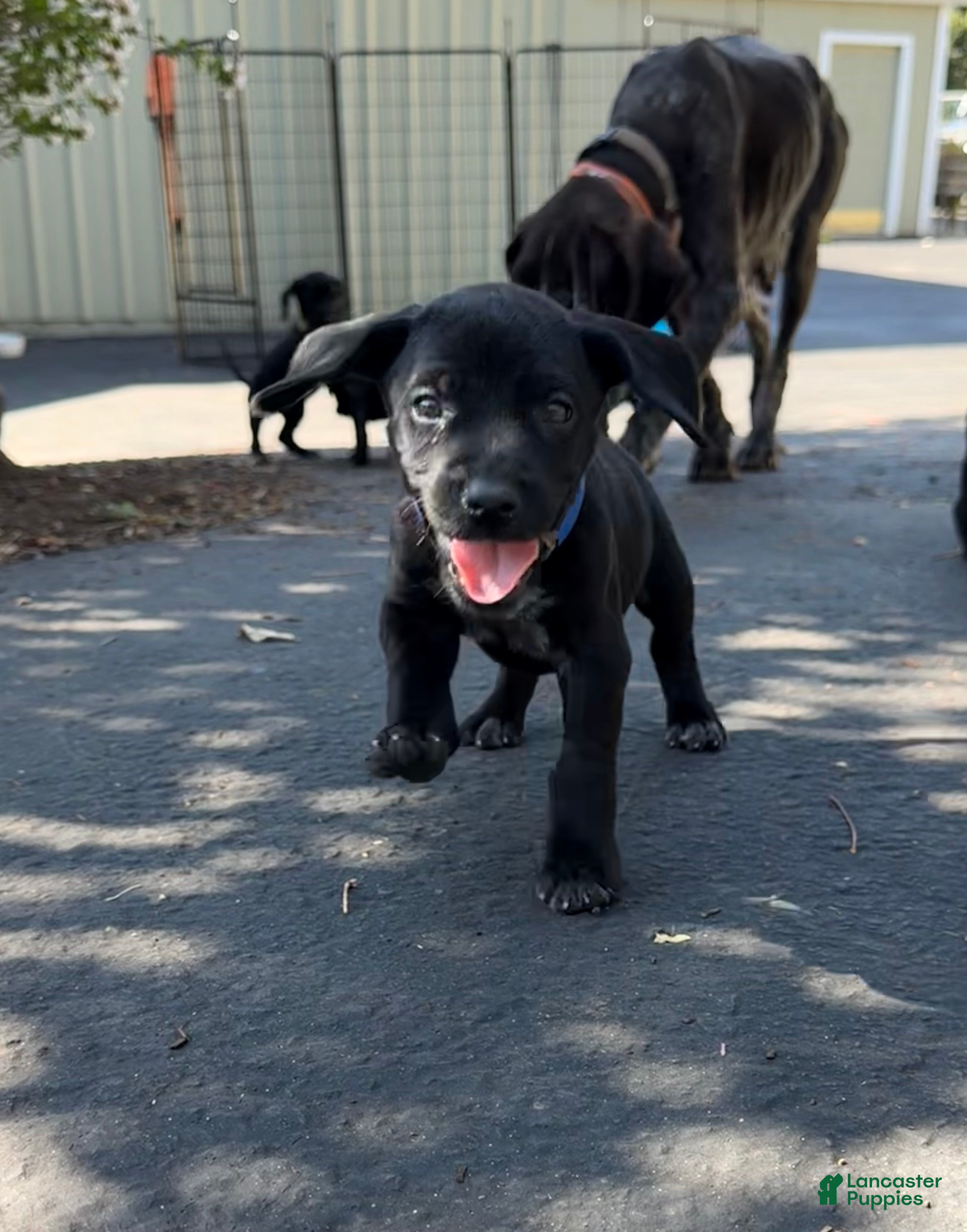 Mixed Breed dogs Blue - Ad 9