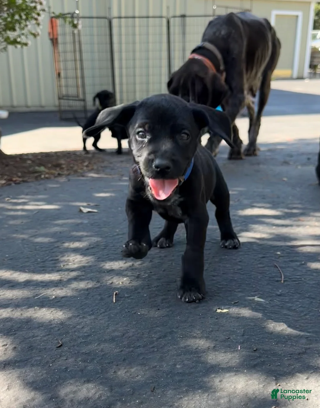 Mixed Breed dogs for sale: Blue - Ad 1