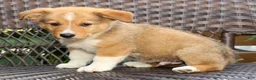Welsh Corgi Pembroke dogs for sale: Finnigan - Ad 7
