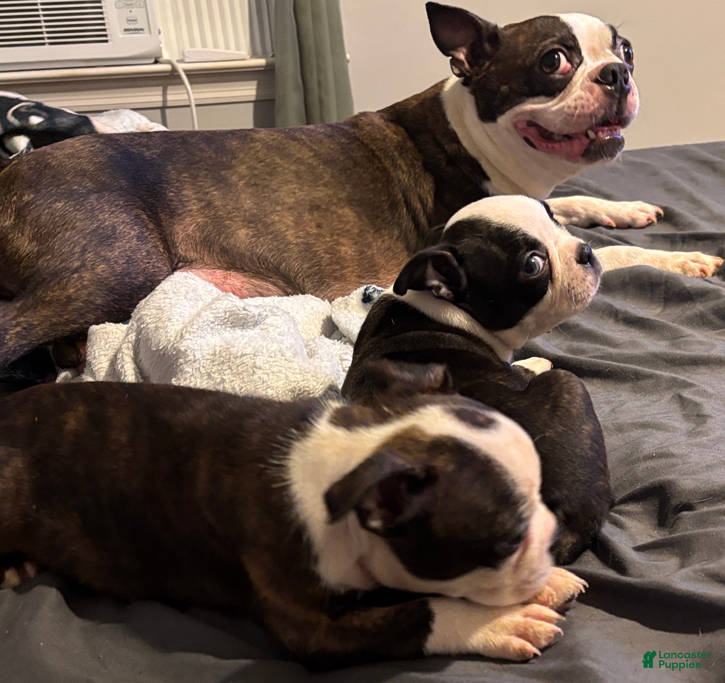 Boston Terrier dogs Boston Terrier 5 - Ad 1