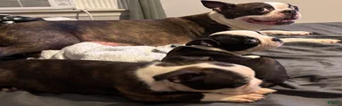 Boston Terrier 5