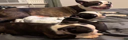 Boston Terrier dogs for sale: Boston Terrier 5 - Ad 1