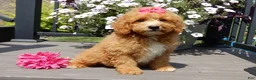 Mini Goldendoodle dogs for sale: Sasha - Ad 4