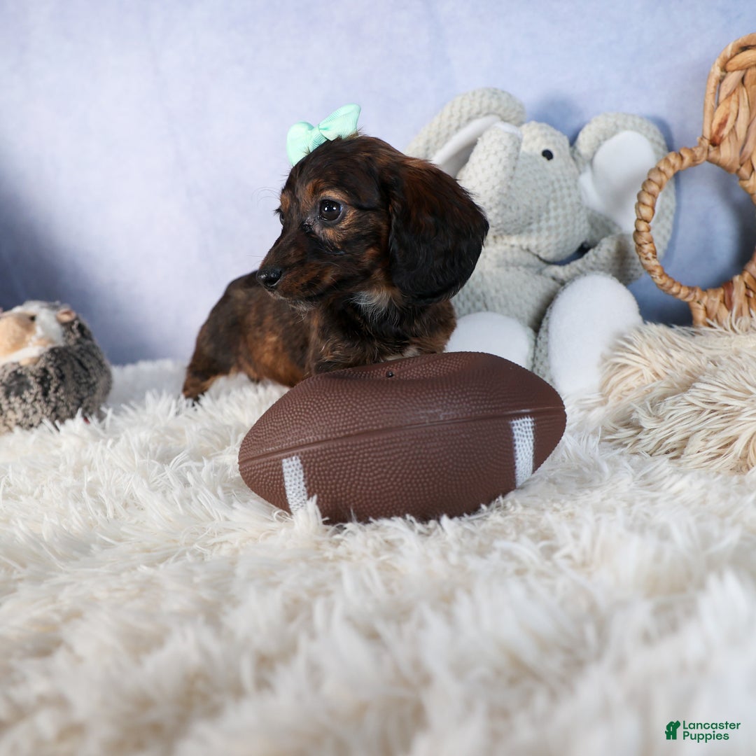 Miniature Dachshund dogs for sale: Cleo - Ad 9