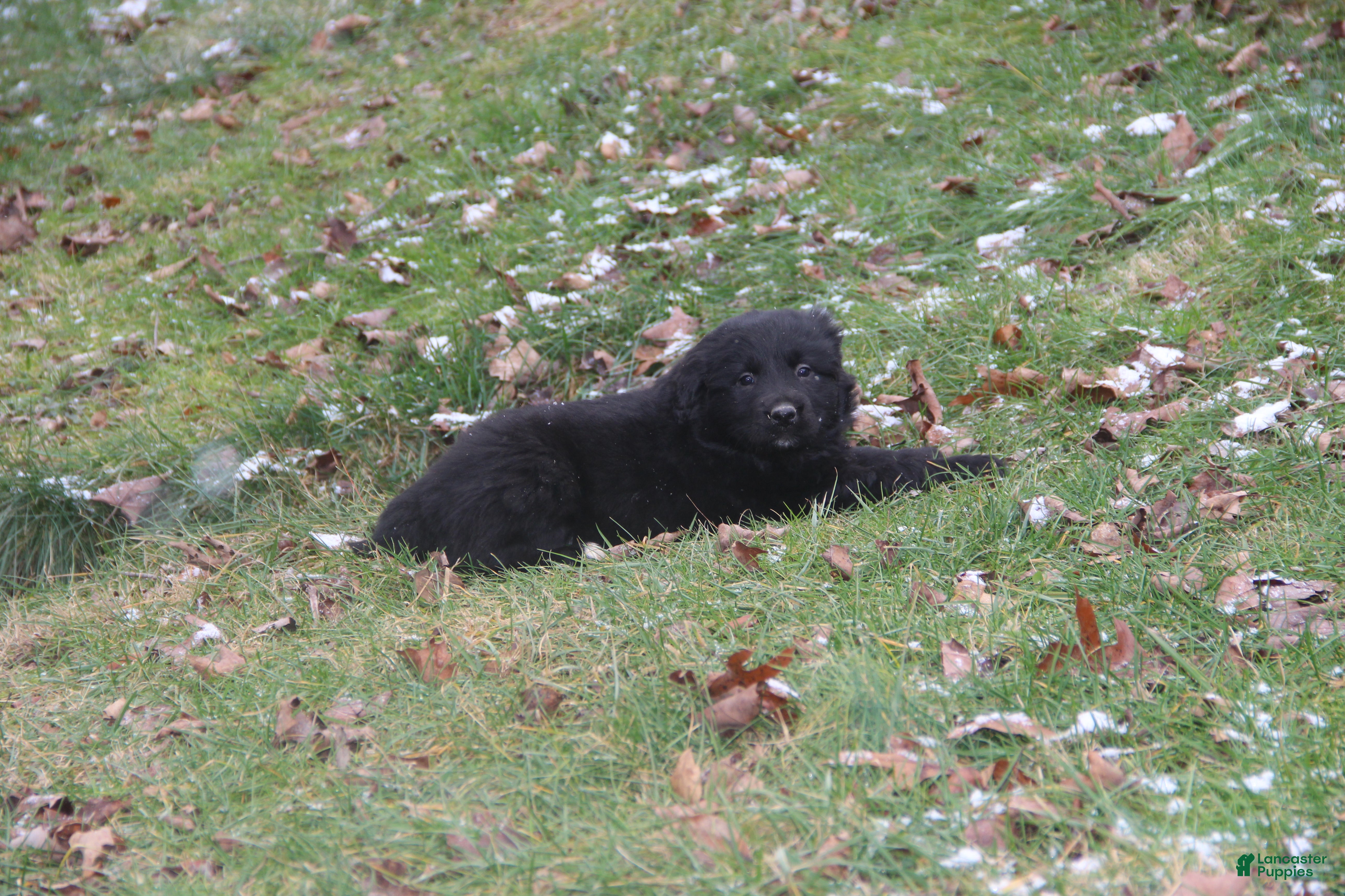 Mixed Breed dogs India - Ad 21