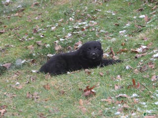 Mixed Breed dogs India - Ad 23