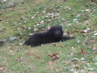 Mixed Breed dogs India - Ad 9