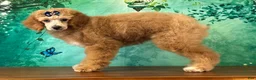 Miniature Poodle dogs for sale: Raya - Ad 3