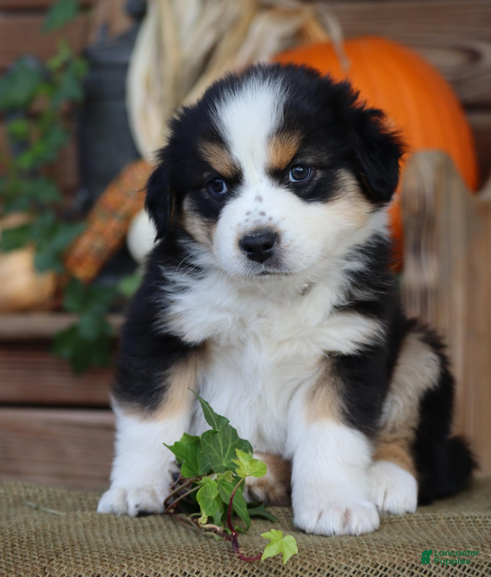 Miniature Australian Shepherd dogs for sale: Cymbal - Ad 1