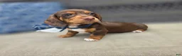 Miniature Dachshund dogs for sale: Blue boy  - Ad 4