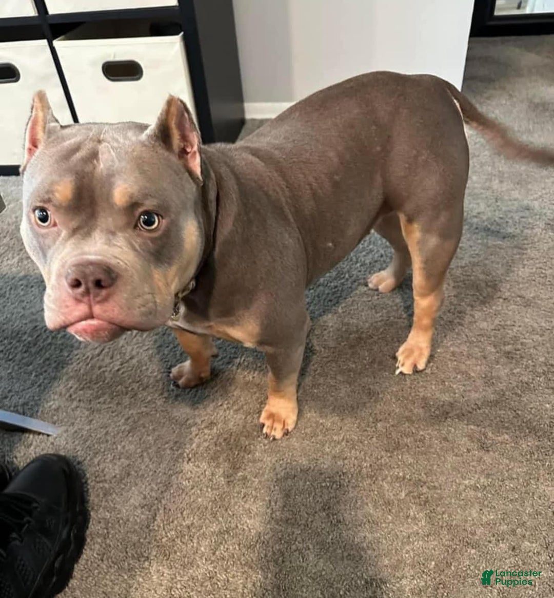 Gallery Image {{count}}