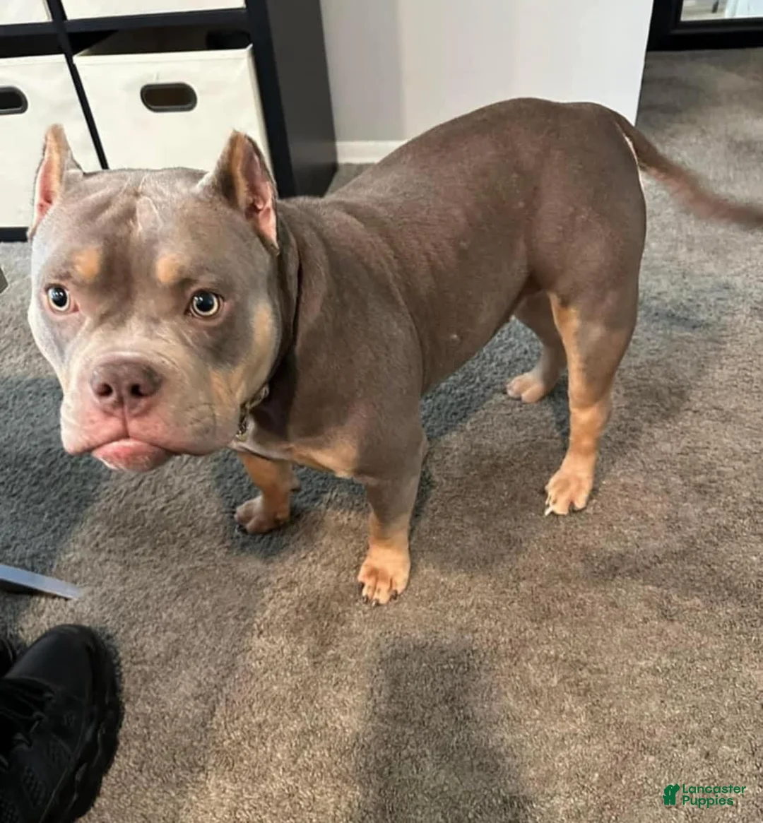 Gallery Image {{count}}