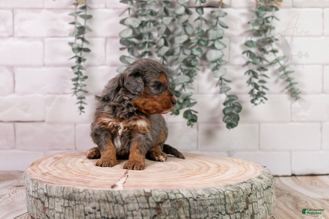 Bernedoodle dogs for sale: Summit - Ad 12