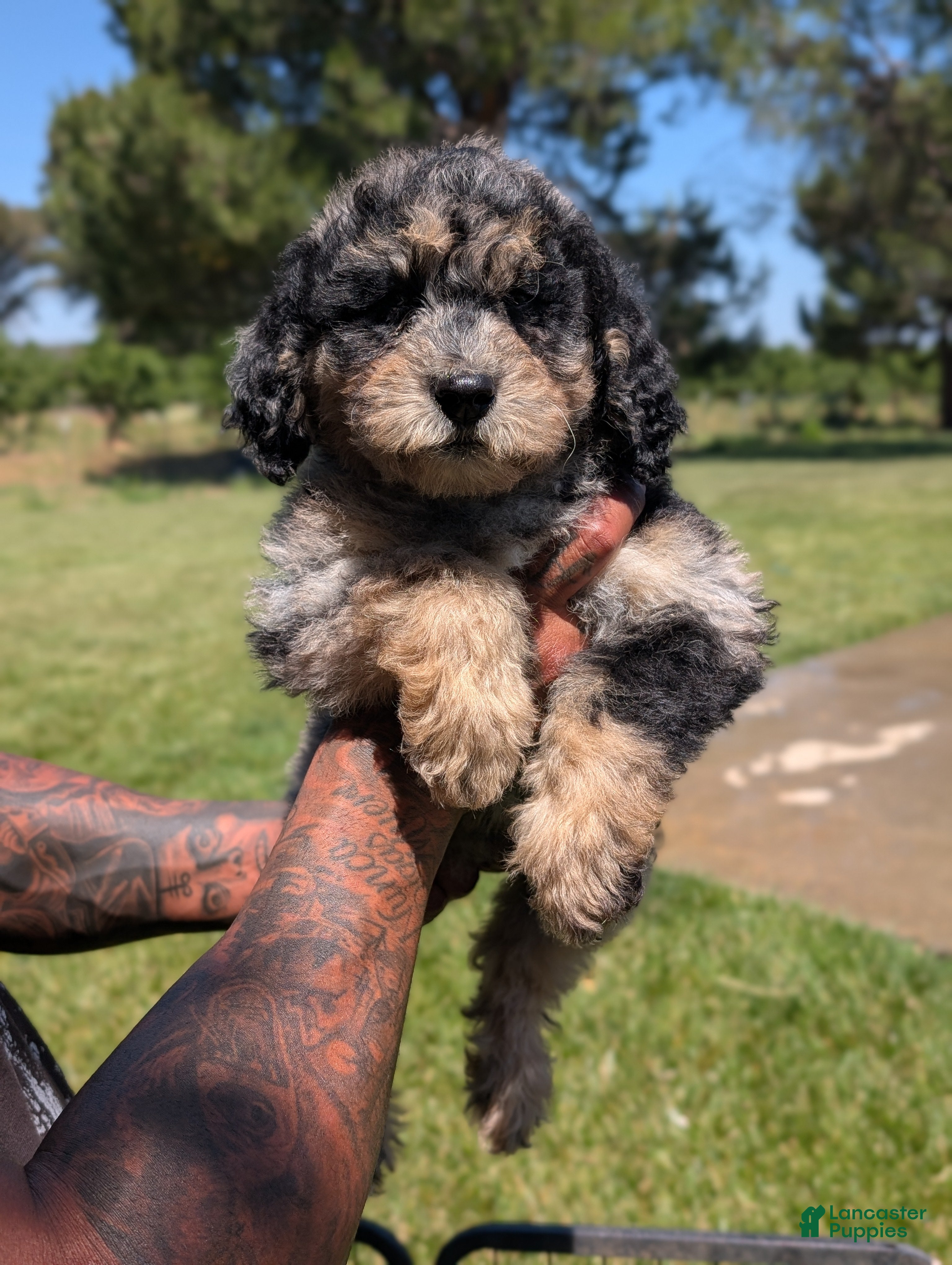 Mixed Breed dogs Daisy  - Ad 1