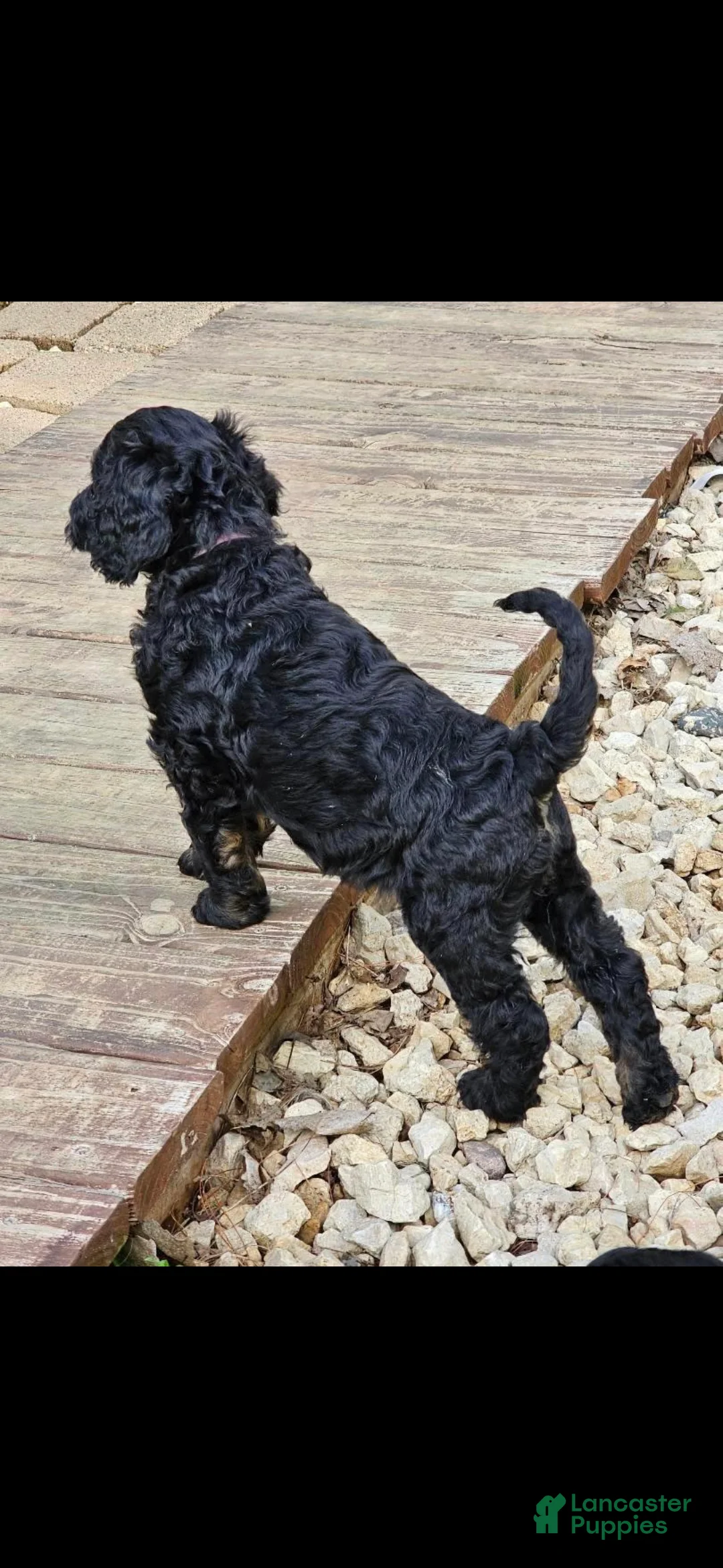 Mixed Breed dogs for sale: Panna - Ad 2