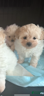 Morkie dogs Morkie babybear hypoallergenic Puppys 1 - Ad 1