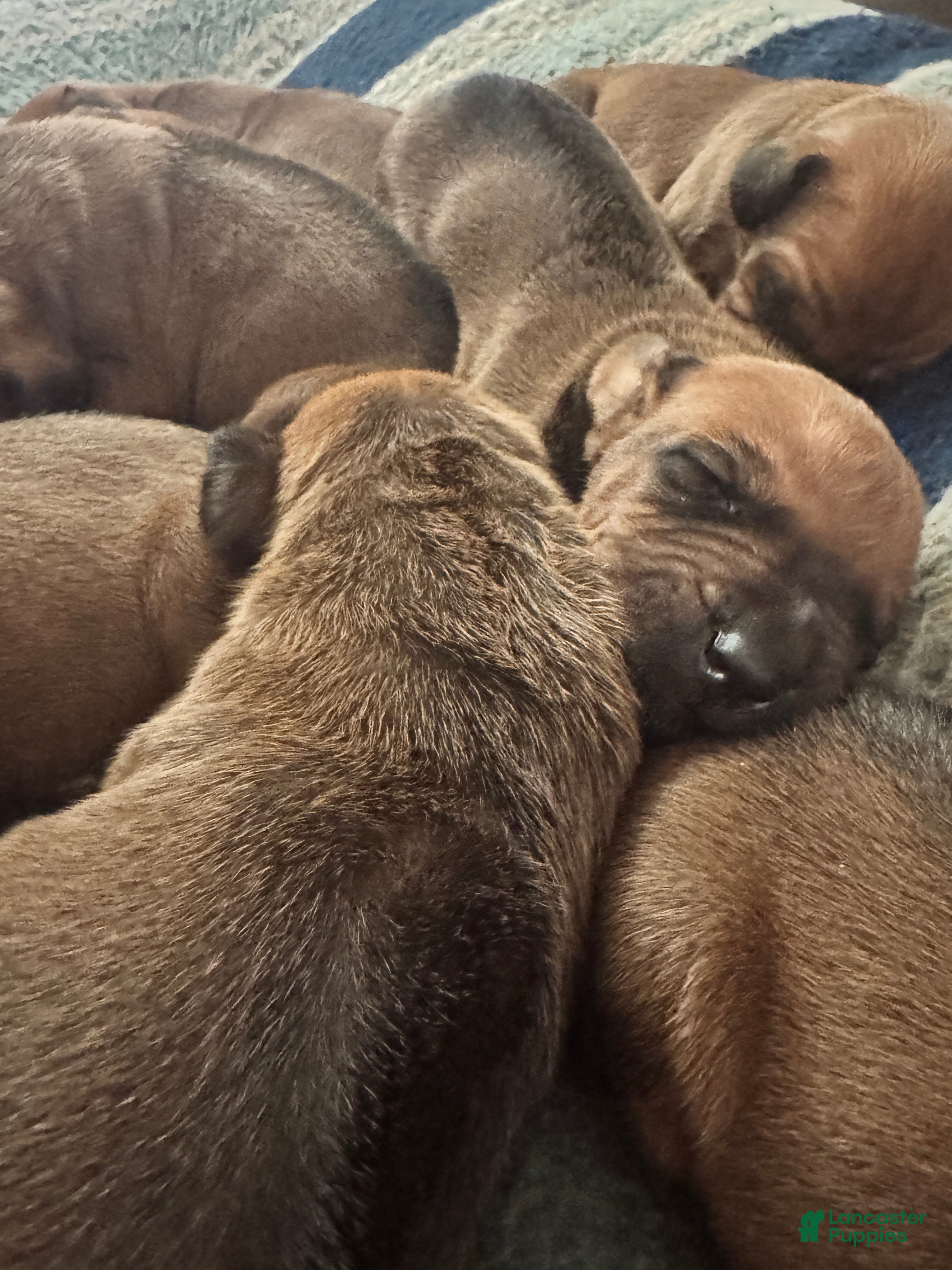 Rhodesian Ridgeback dogs Rhodesian Ridgeback Puppy 2 - Ad 6