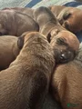 Rhodesian Ridgeback Puppy 2