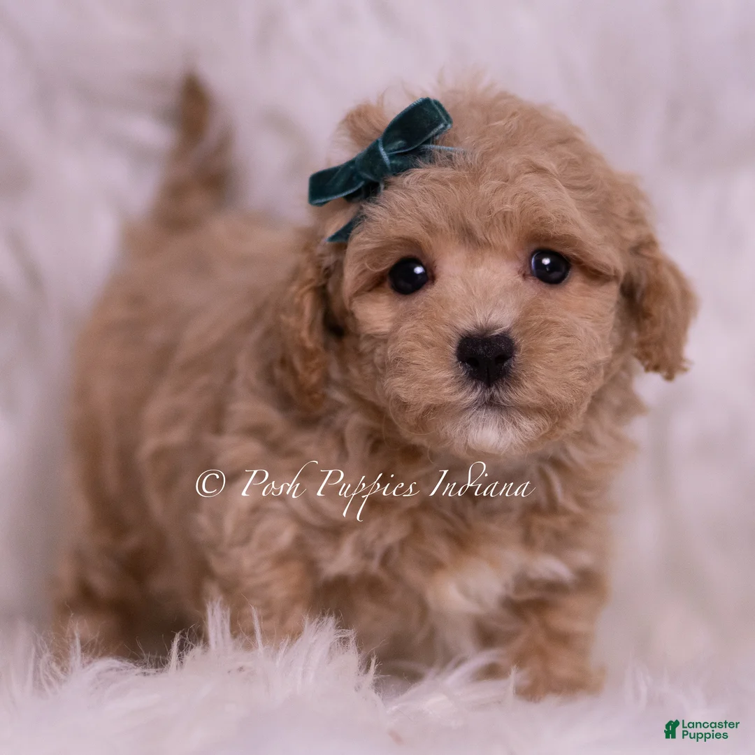 Maltipoo dogs for sale: Jett - Ad 1