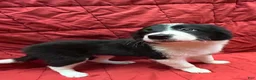 Border Collie dogs for sale: Jedi - Ad 2