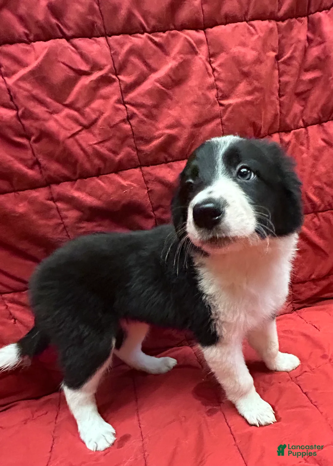 Border Collie dogs for sale: Jedi - Ad 2