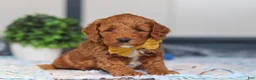 Mini Goldendoodle dogs for sale: Nadir - Ad 5