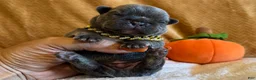 French Bulldog dogs for sale: Tank - Ad 2