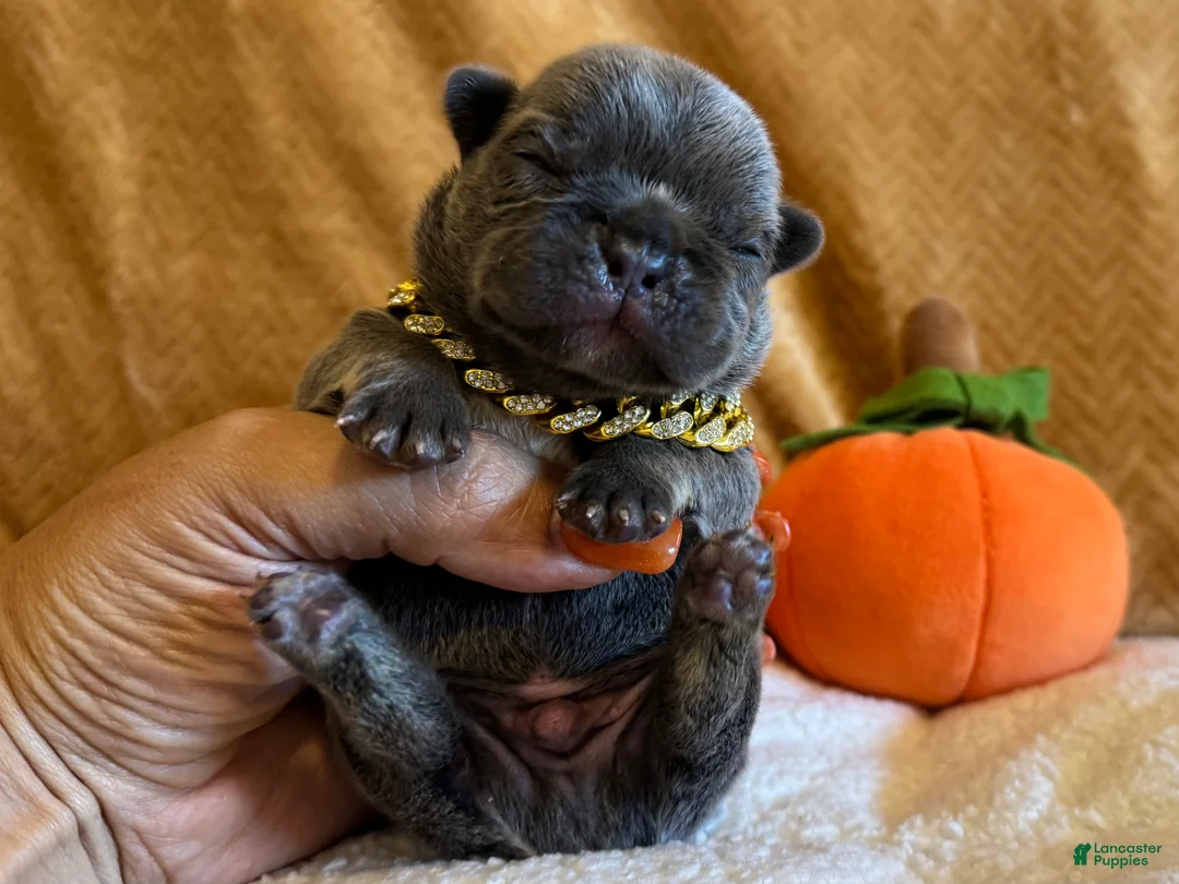 French Bulldog dogs for sale: Tank - Ad 2