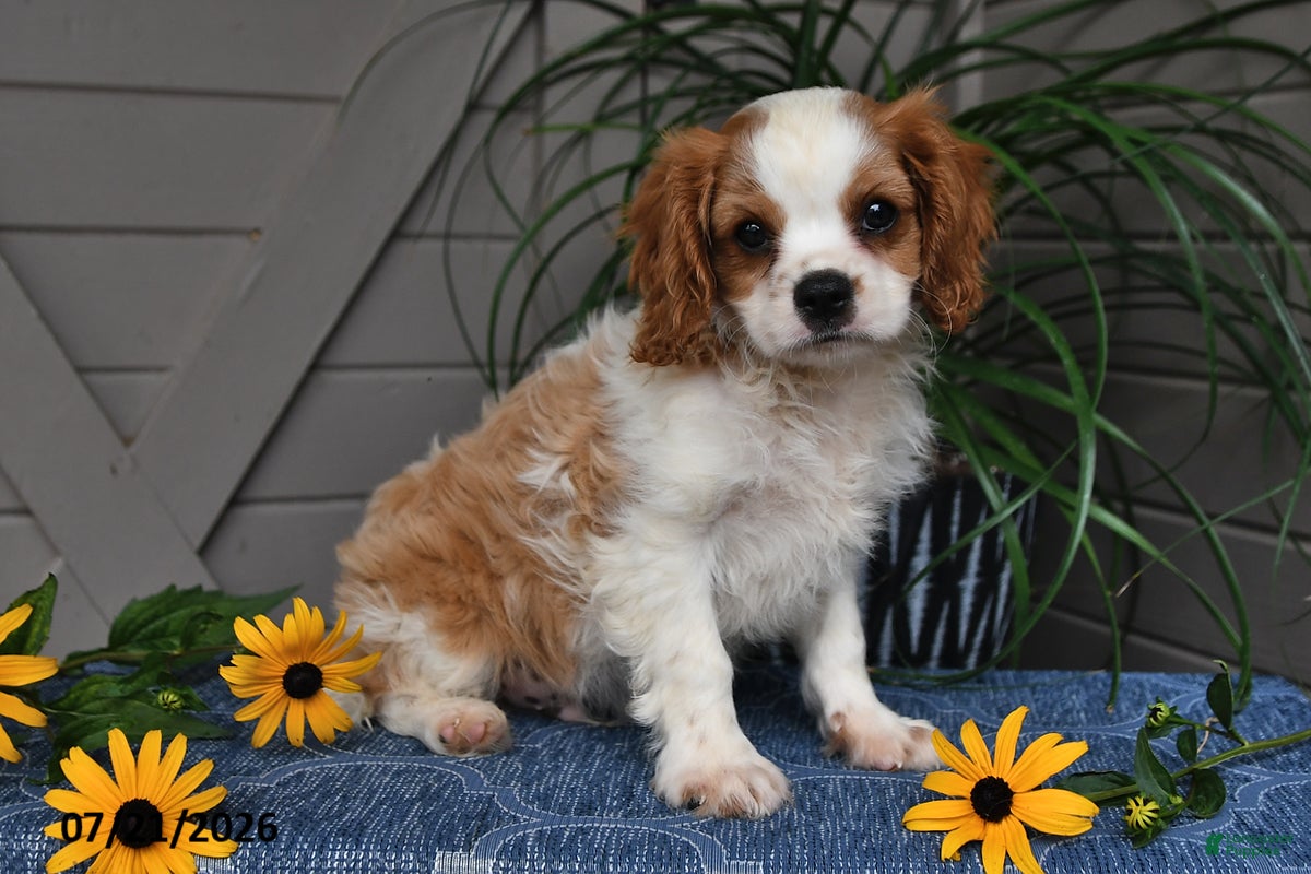 Cavalier King Charles Spaniel dogs Jude - Ad 1