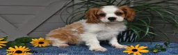 Cavalier King Charles Spaniel dogs for sale: Jude - Ad 1