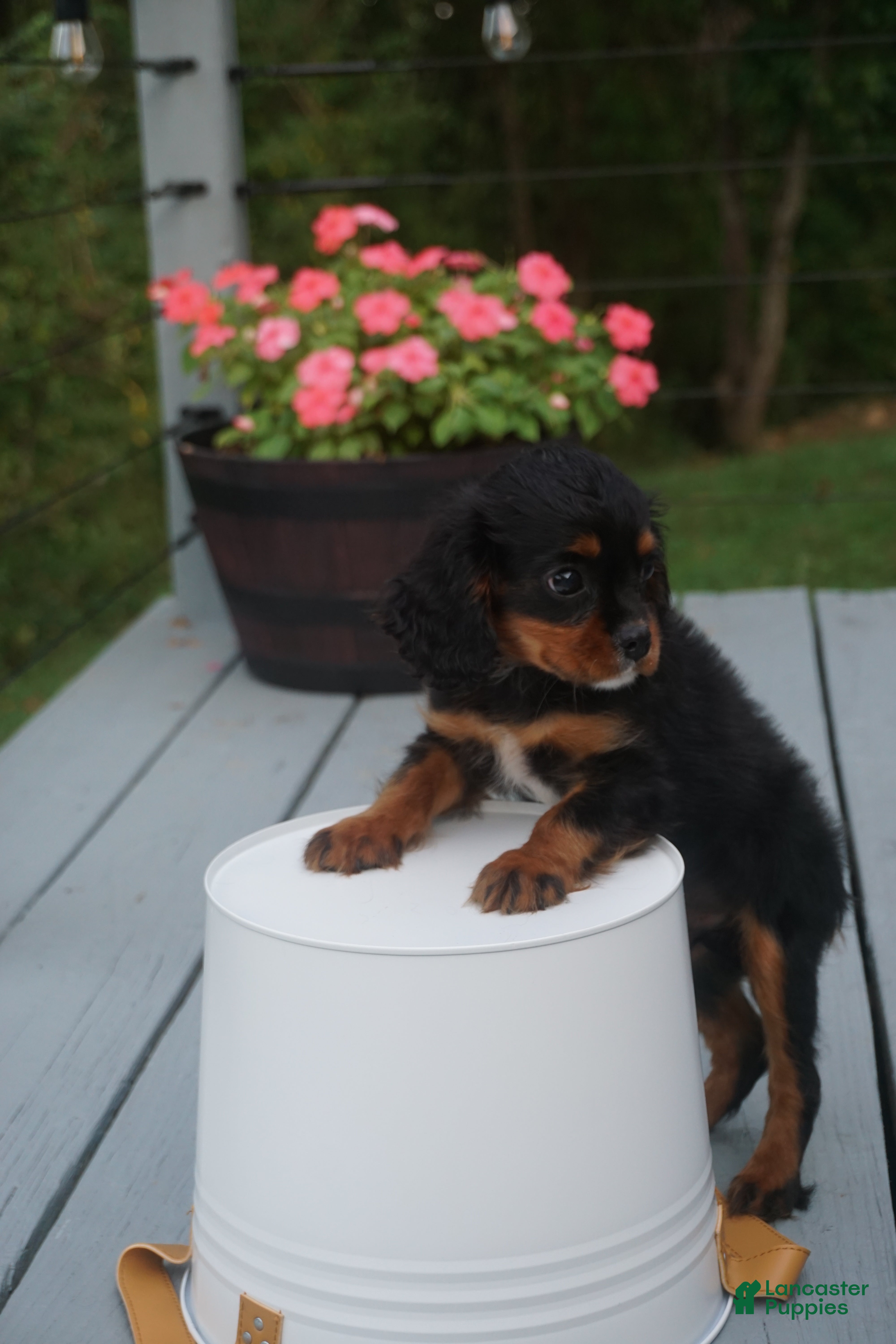 Cavalier King Charles Spaniel dogs Cavalier King Charles Spaniel 1 - Ad 1