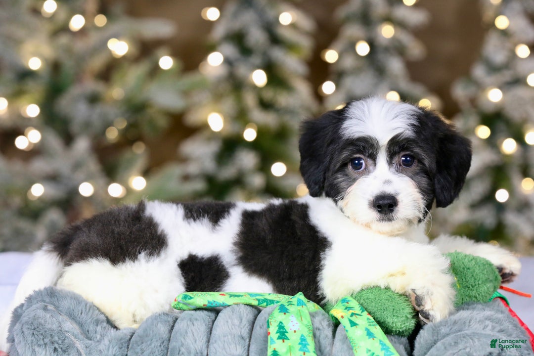 Teddy Bear dogs for sale: Elfie - Ad 14