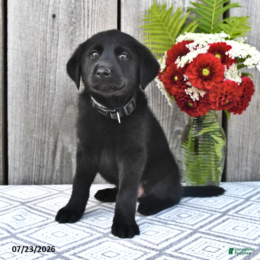 Mixed Breed dogs George - Ad 2