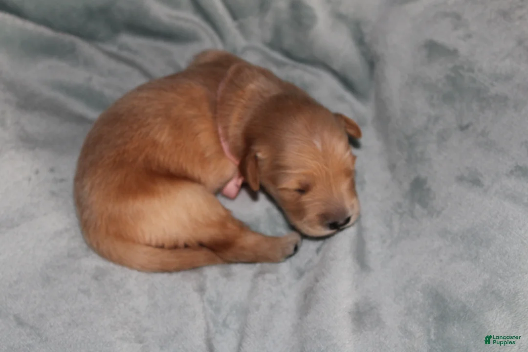Golden Retriever dogs for sale: Golden Retriever Puppy 5 - Ad 1