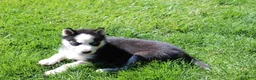 Siberian Husky dogs for sale: Luna - Ad 3