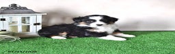 Miniature Australian Shepherd dogs for sale: Dawn - Ad 3