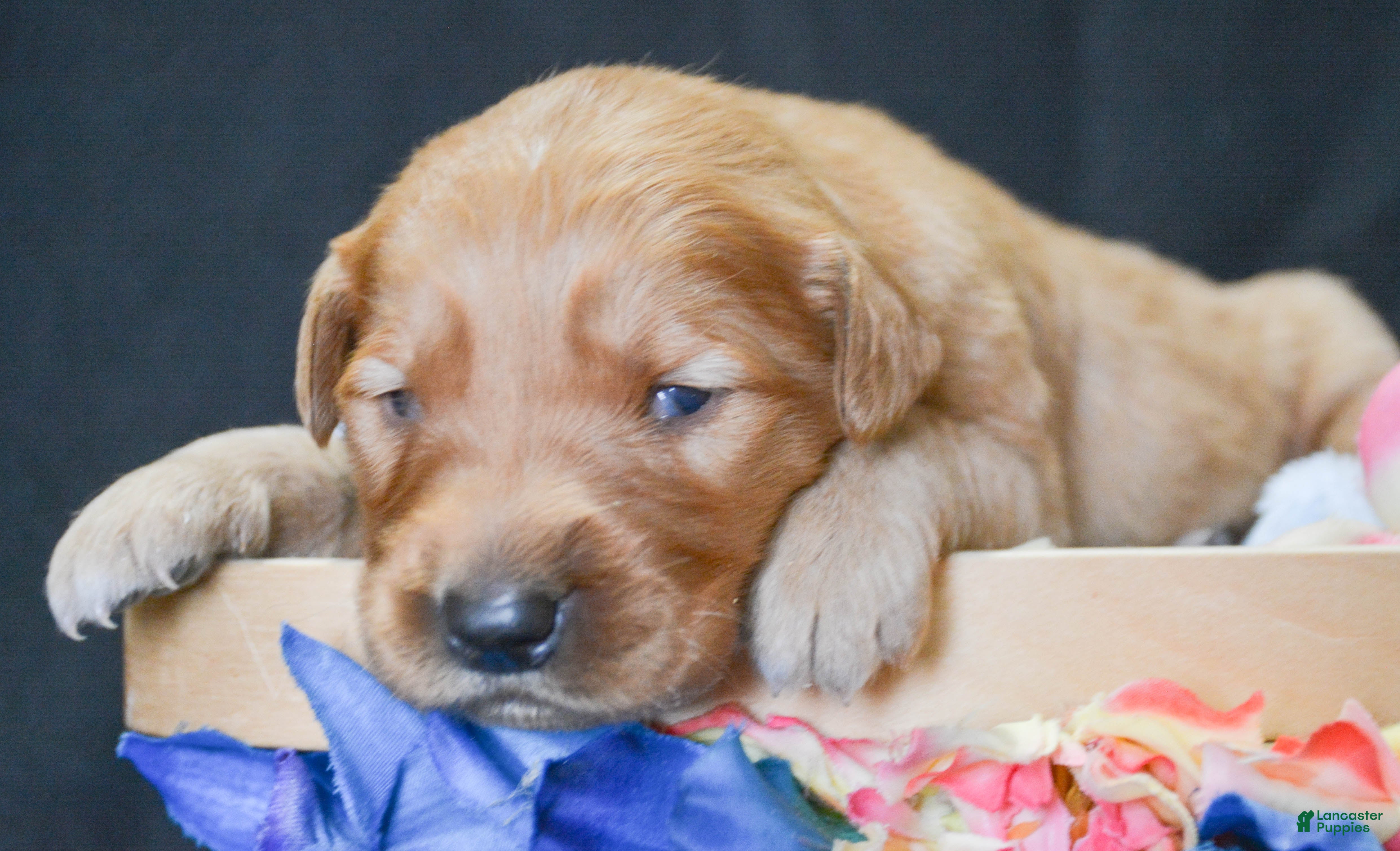 Golden Retriever dogs Golden Retriever Puppy 1 Gunner - Ad 11