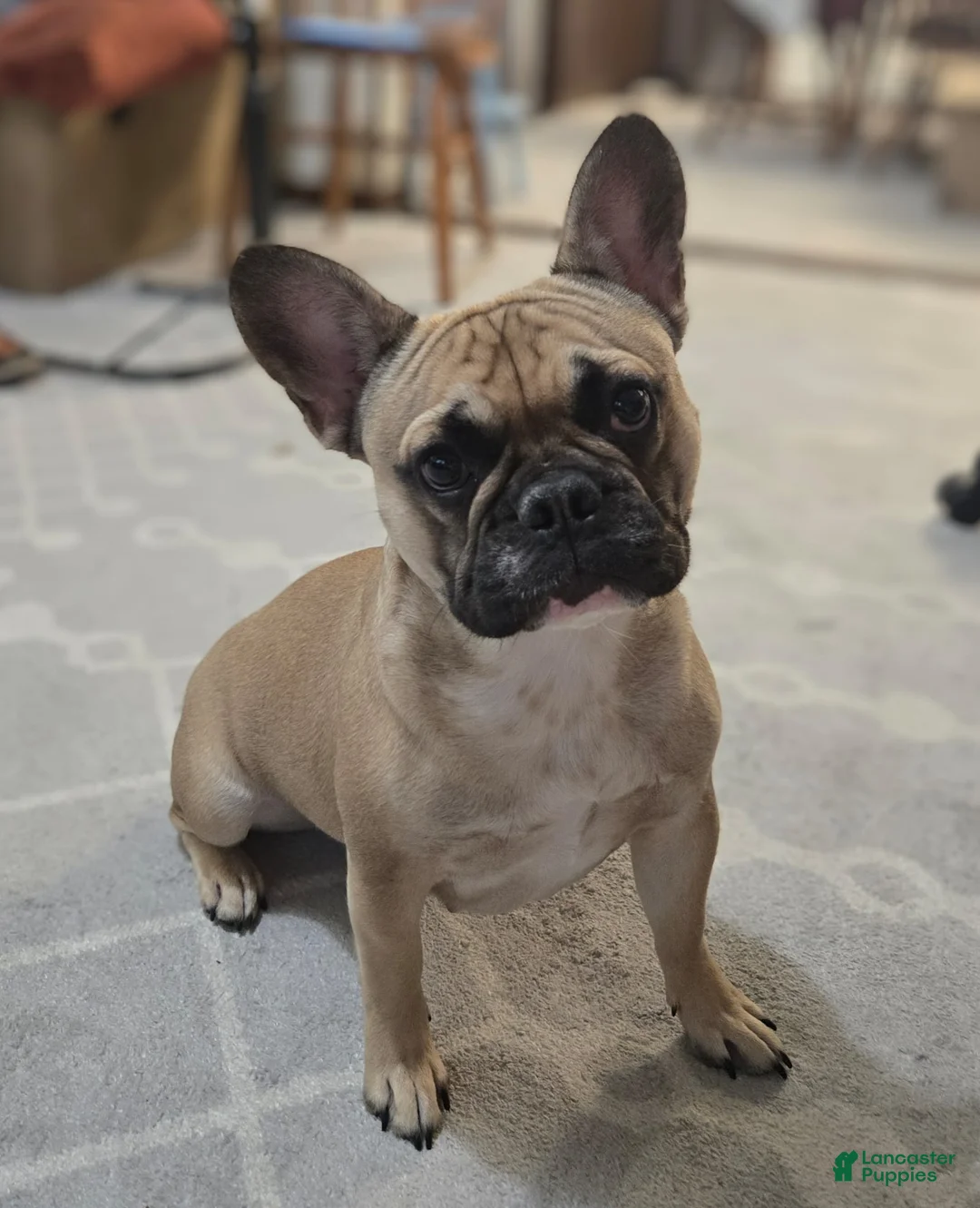 French Bulldog dogs for sale: French Bulldog Puppy 1 - Ad 1