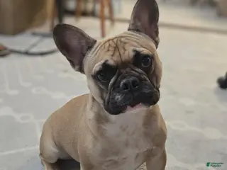 French Bulldog dogs French Bulldog Puppy 1 - Ad 42